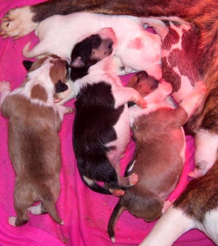 H�lios et ses fr�res et soeur