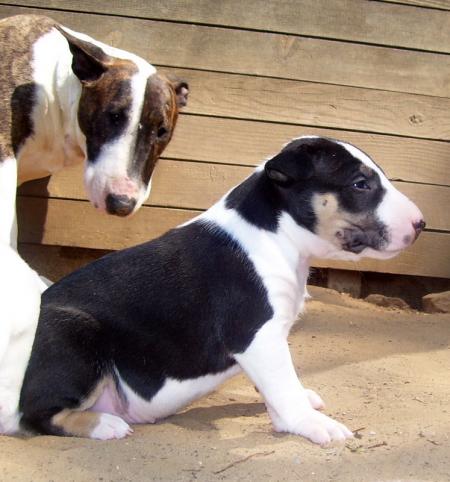 H�lios et sa maman Volcane