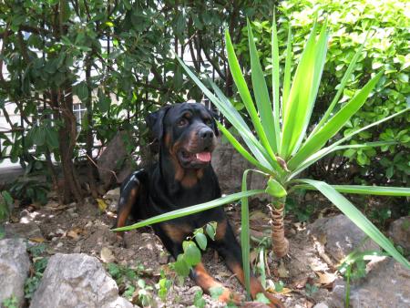 Bouba 1 an et 8 mois